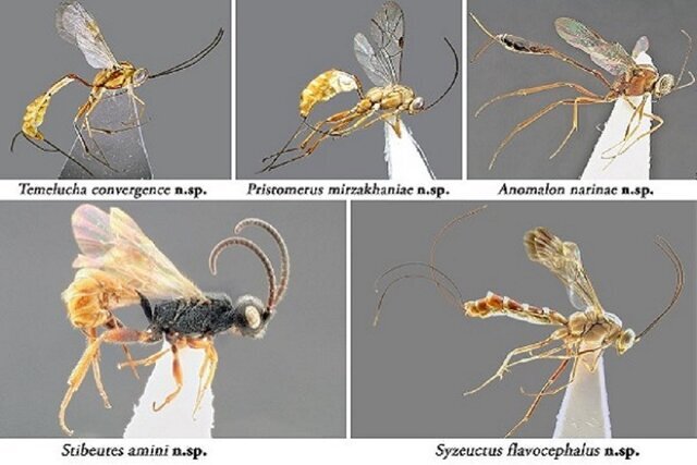 از سوسک داریوش هخامنشی تا سگ ماهی پروین اعتصامی