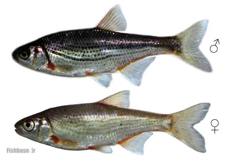 از سوسک داریوش هخامنشی تا سگ ماهی پروین اعتصامی