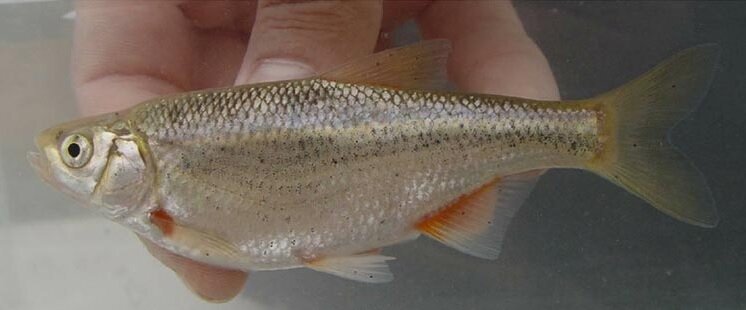 از سوسک داریوش هخامنشی تا سگ ماهی پروین اعتصامی