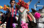 استقبال  مراکشی ها از مسابقه هیجان‌انگیز خرسواری! |  ویدئو | قهرمان خرسواری را ببینید!