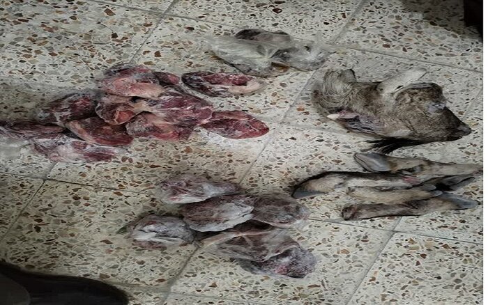 کشف سلاح عجیب از شکارچیان حیات وحش (عکس)