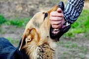 راهکارهایی برای جلوگیری از تولید مثل سگ های ولگرد | کدام استان بالاترین مصدوم سگ گزیدگی را دارد؟