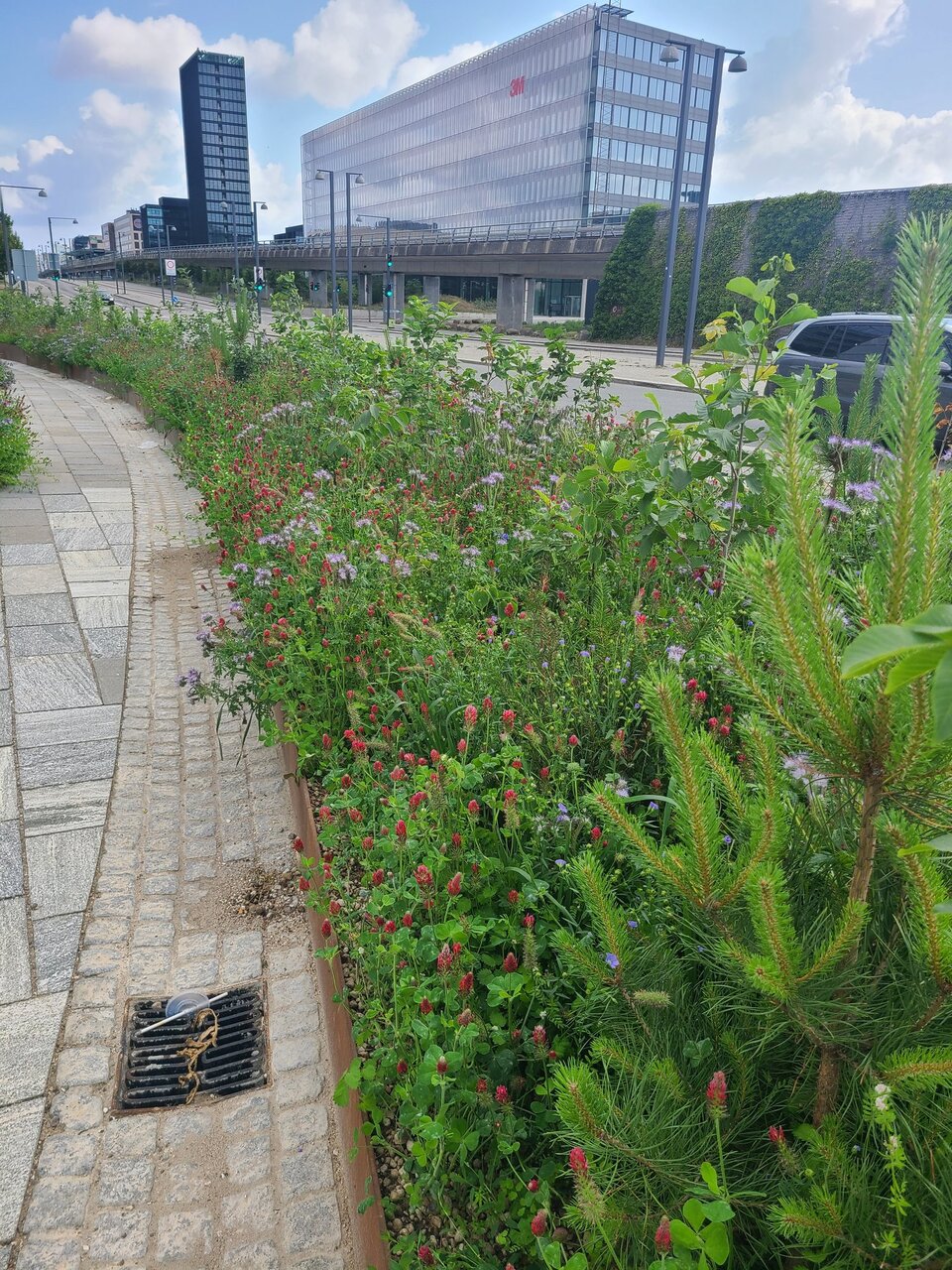 جذب آب باران برای آبیاری درختها