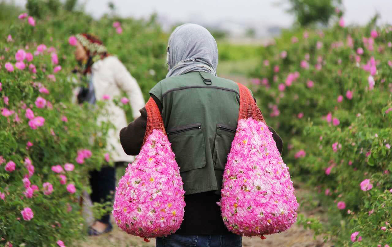 عکس | بوی گل، عطر گلاب | روز ملی گل محمدی و گلاب