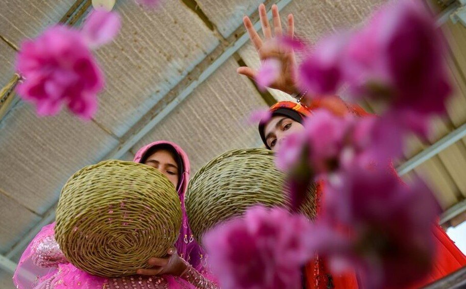 عکس | بوی گل، عطر گلاب | روز ملی گل محمدی و گلاب