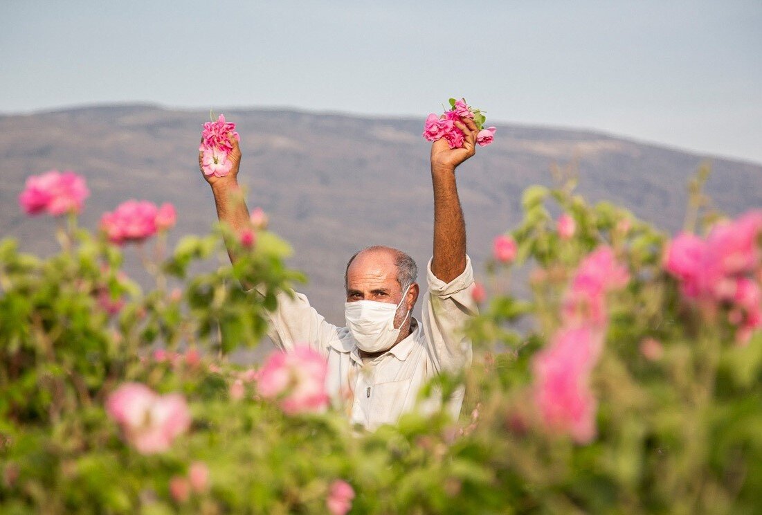 عکس | بوی گل، عطر گلاب | روز ملی گل محمدی و گلاب