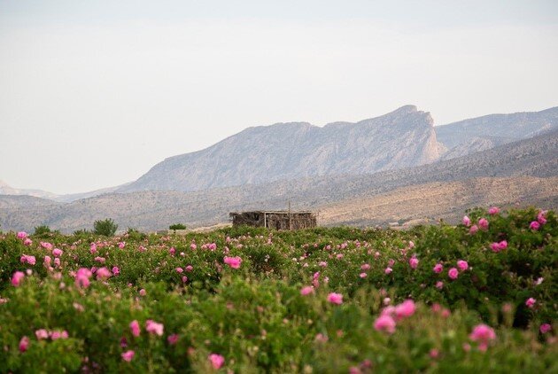 عکس | بوی گل، عطر گلاب | روز ملی گل محمدی و گلاب