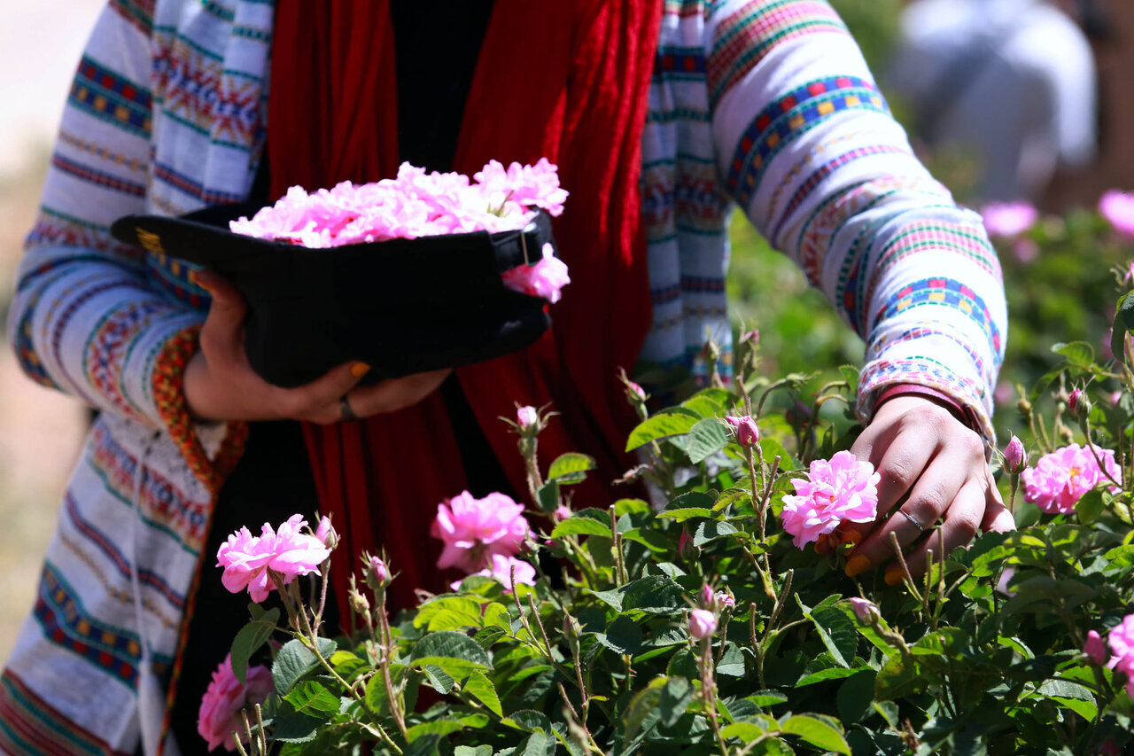 عکس | بوی گل، عطر گلاب | روز ملی گل محمدی و گلاب