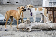 سگ‌های قاتل زیر سایه حامی‌ نماها | افشای پشت پرده حمایت از سگ‌های ولگرد در شبکه‌های اجتماعی