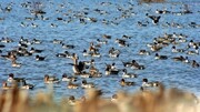 ۳۵ گونه از پرندگان مهاجر به ایران در فهرست گونه‌های در معرض خطر قرار دارند