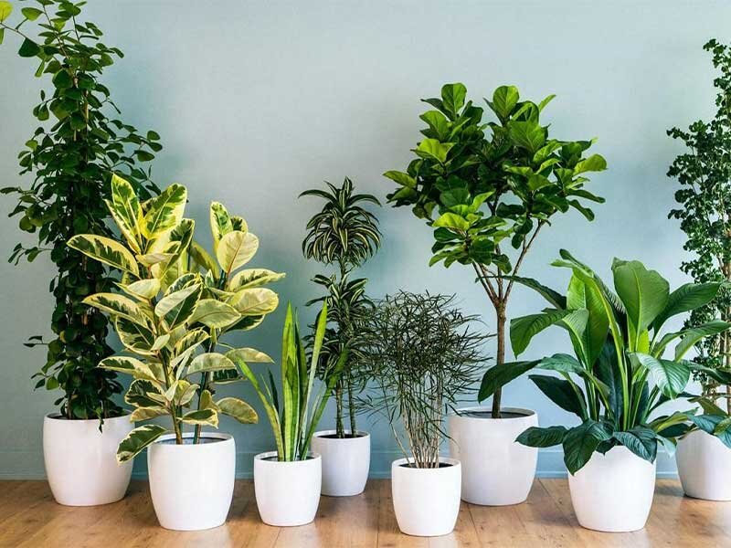 حبس بهار در خانه | چطور همیشه فضای خانه را بهاری نگه داریم؟