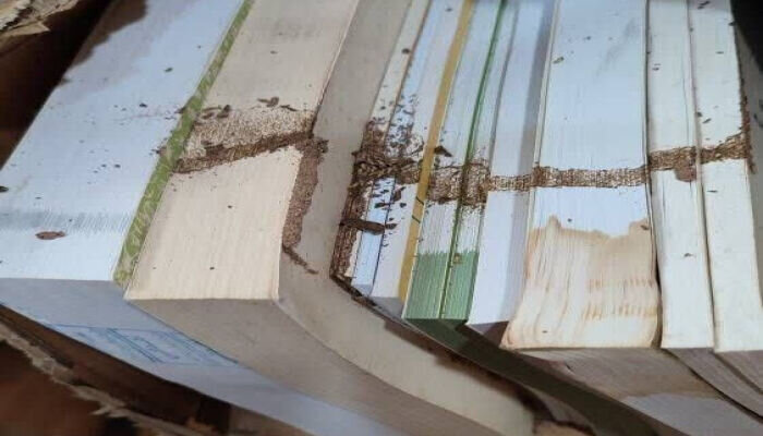 ماجرای هجوم موریانه ها به انبار کتابخانه عمومی لرستان | کتاب ها خمیر شد