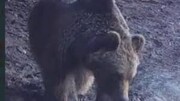مشاهده خرس قهوه‌ای در منطقه شکار ممنوع طالقان | ویدئو