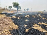 اصابت صاعقه، زمین‌های کشاورزی در یک شهر را به آتش کشید+ ویدئو