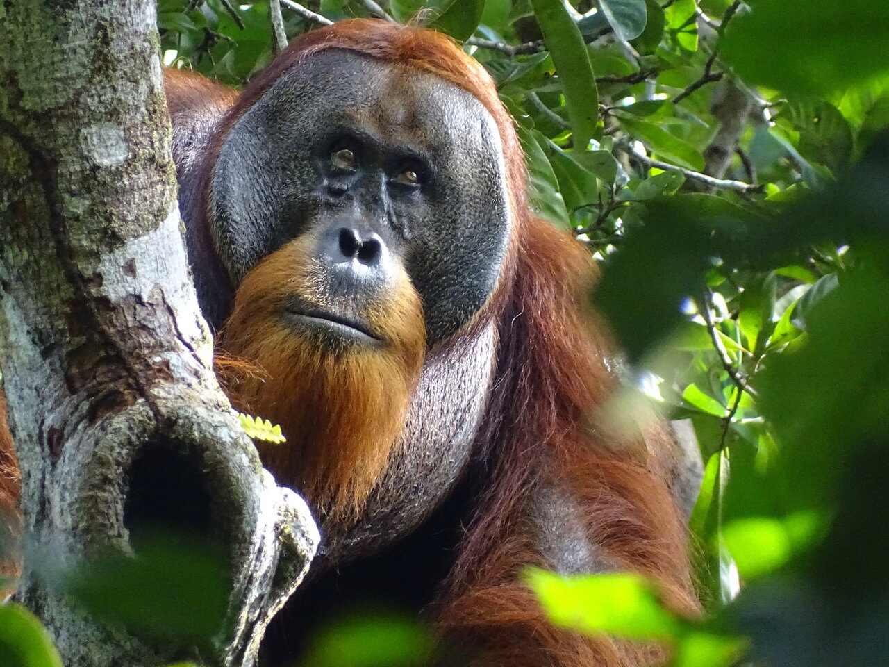 گیاه شفابخشی که زخم عمیق یک اورانگوتان را درمان کرد + اسم گیاه