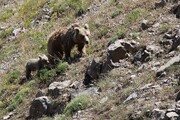 خرس قهوه‌ ای پارک ملی صیداو چرا تن به آب زد؟ | این حیوان آب نمی‌بیند وگرنه شناگر ماهری است