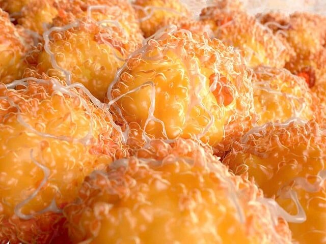 چربی قهوه ای چیست ؟ | تفاوت چربی سفید و قهوه ای | روشهای احتمالی تولید چربی قهوه ای را بشناسید