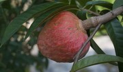 سیب کاستارد ؛ میوه‌ای خوشمزه که قند خون را کاهش می‌دهد | خواص میوه شوگر اپل را بدانید | بافت داخلی سیب کاستارد قرمز را ببینید