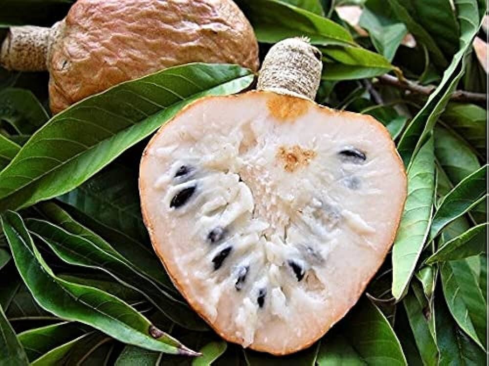 سیب کاستارد ؛ میوهای خوشمزه که قند خون را کاهش میدهد | خواص میوه شوگر اپل را بدانید | بافت داخلی سیب کاستارد قرمز را ببینید