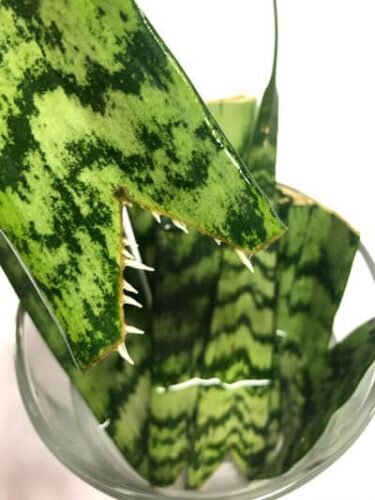 روش قلمه زدن سانسوریا در آب ؛ راز موفقیت تکثیر سانسوریا | چه فصلی برای قلمه زدن سانسوریا مناسب است ؟