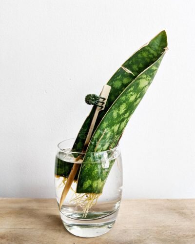 روش قلمه زدن سانسوریا در آب ؛ راز موفقیت تکثیر سانسوریا | چه فصلی برای قلمه زدن سانسوریا مناسب است ؟