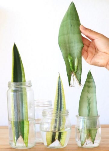 روش قلمه زدن سانسوریا در آب ؛ راز موفقیت تکثیر سانسوریا | چه فصلی برای قلمه زدن سانسوریا مناسب است ؟