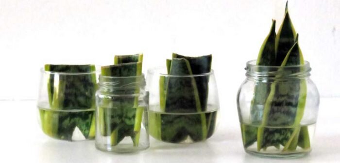 روش قلمه زدن سانسوریا در آب ؛ راز موفقیت تکثیر سانسوریا | چه فصلی برای قلمه زدن سانسوریا مناسب است ؟