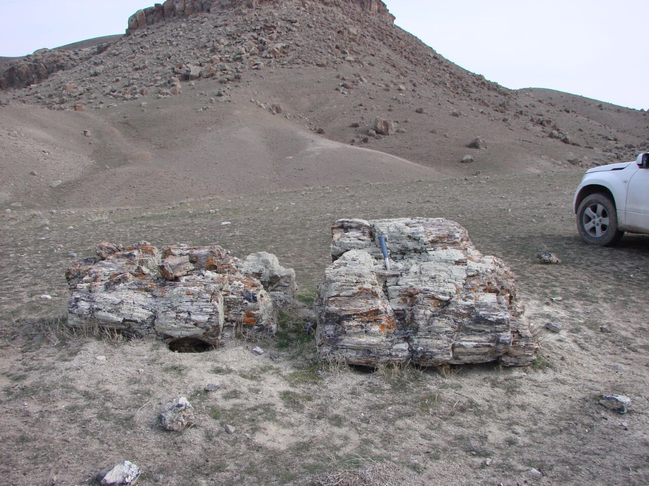 اسرار درختان سنگی ۵۰۰ هزار ساله