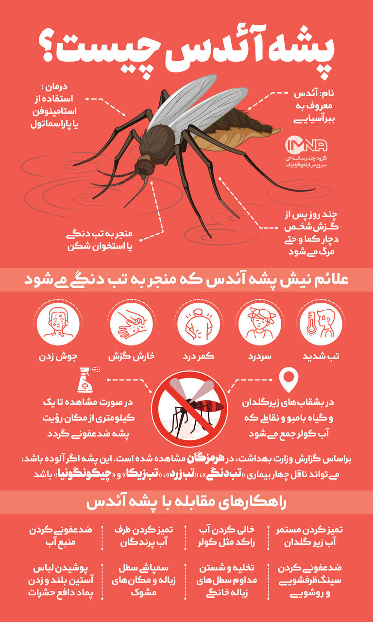 این علائم را هنگام گزیدگی با نیش پشه آئدس جدی بگیرید | عکس