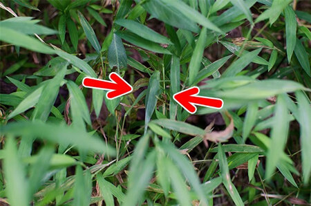 تیزبینها حیوان موجود در این عکس را پیدا کنند