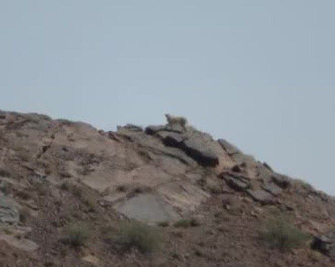 مشاهده یوزپلنگ برای اولین در طبس | عکس