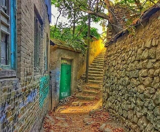 تفریح در میان ارتشی از درختان