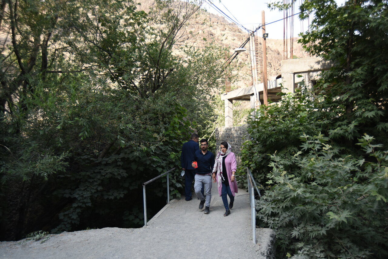 تفریح در میان ارتشی از درختان