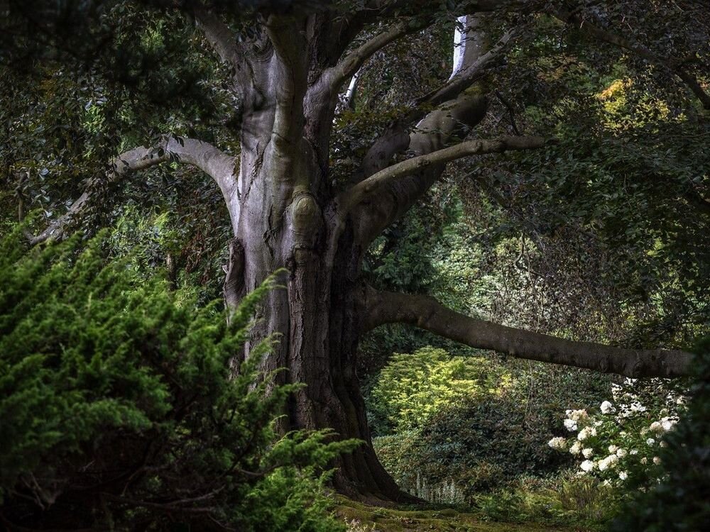 درختهایی که عاشقانه ایستادهاند!