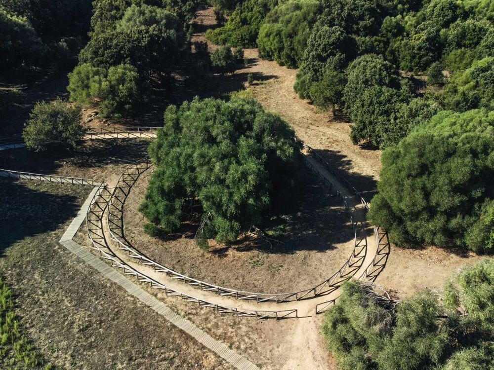 درختهایی که عاشقانه ایستادهاند!