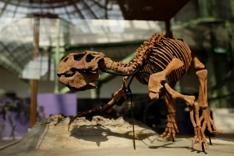 فسیل جدیدی از دایناسور های دوره کرتاسه