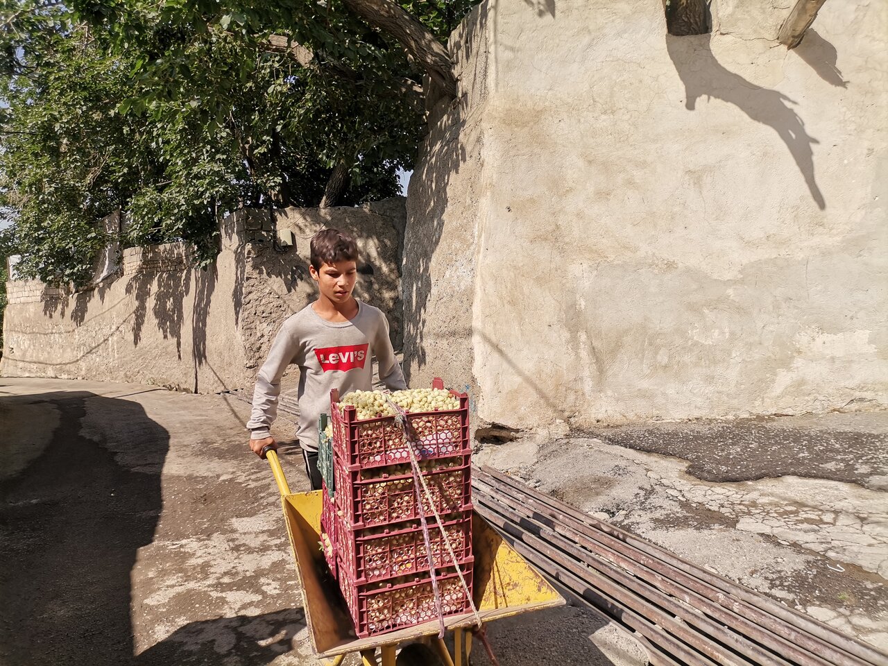 این منطقه تهران پر از توتستان است