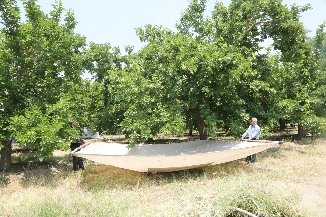 این منطقه تهران پر از توتستان است