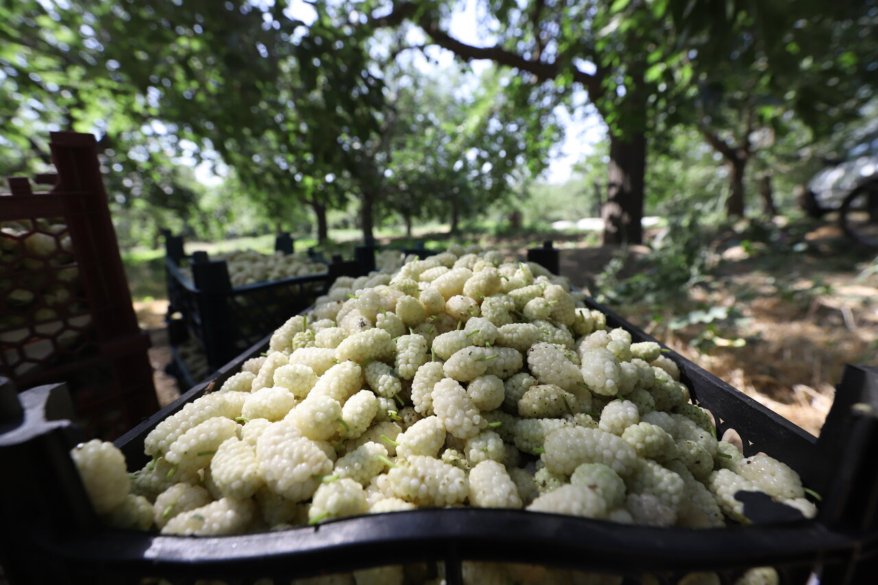 این منطقه تهران پر از توتستان است