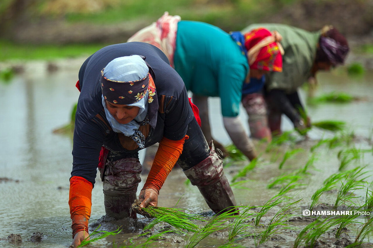 نگاهی به کار عجیب و دشوار زنان روستا در یک روز جهانی