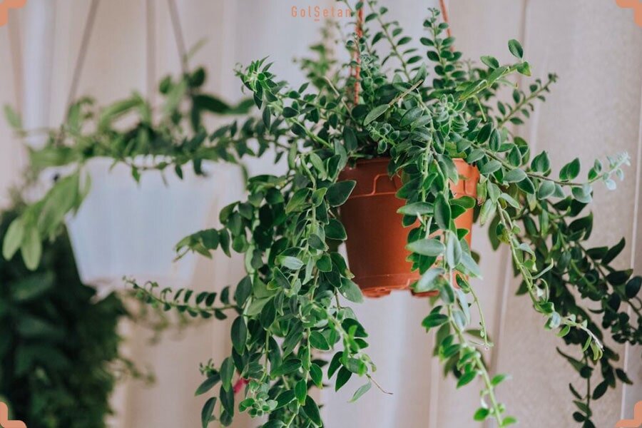 بهترین گل‌های آپارتمانی برای داخل منزل + تصاویر | ساده‌ترین گیاه برای نگهداری در خانه را بشناسید