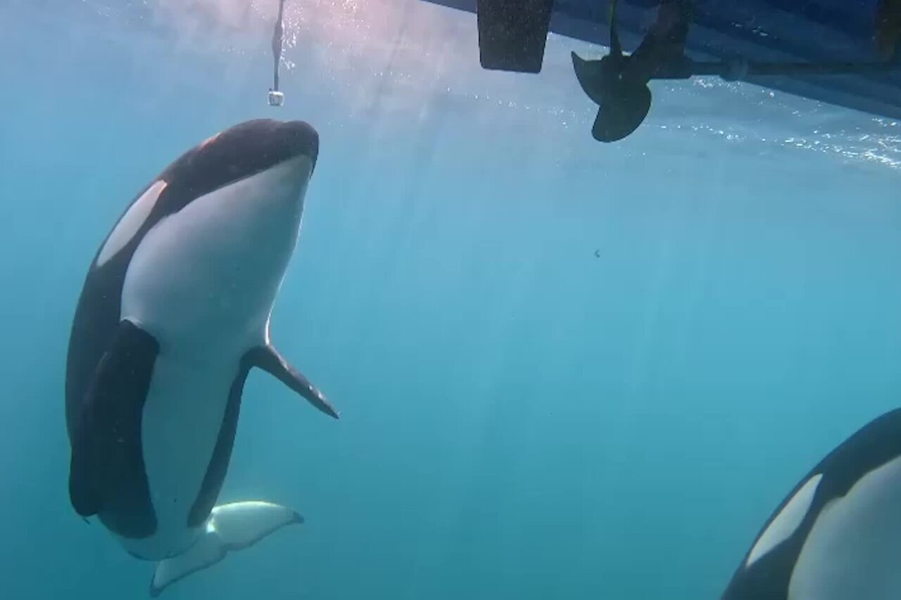 راز حمله نهنگ‌های قاتل!
