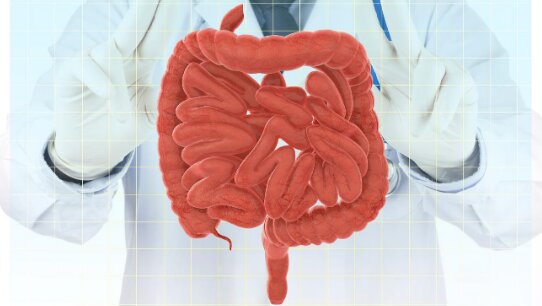 intestine