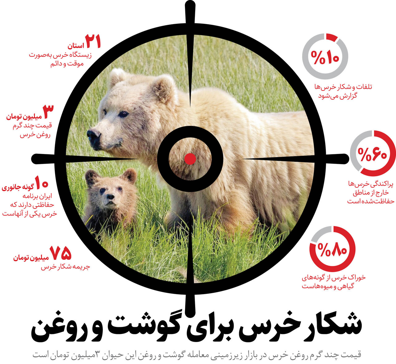 کشتار خرس برای دردهای بی درمان | روغن خرس 3 میلیون تومان؟ | شکار خرس برای گوشت و روغن