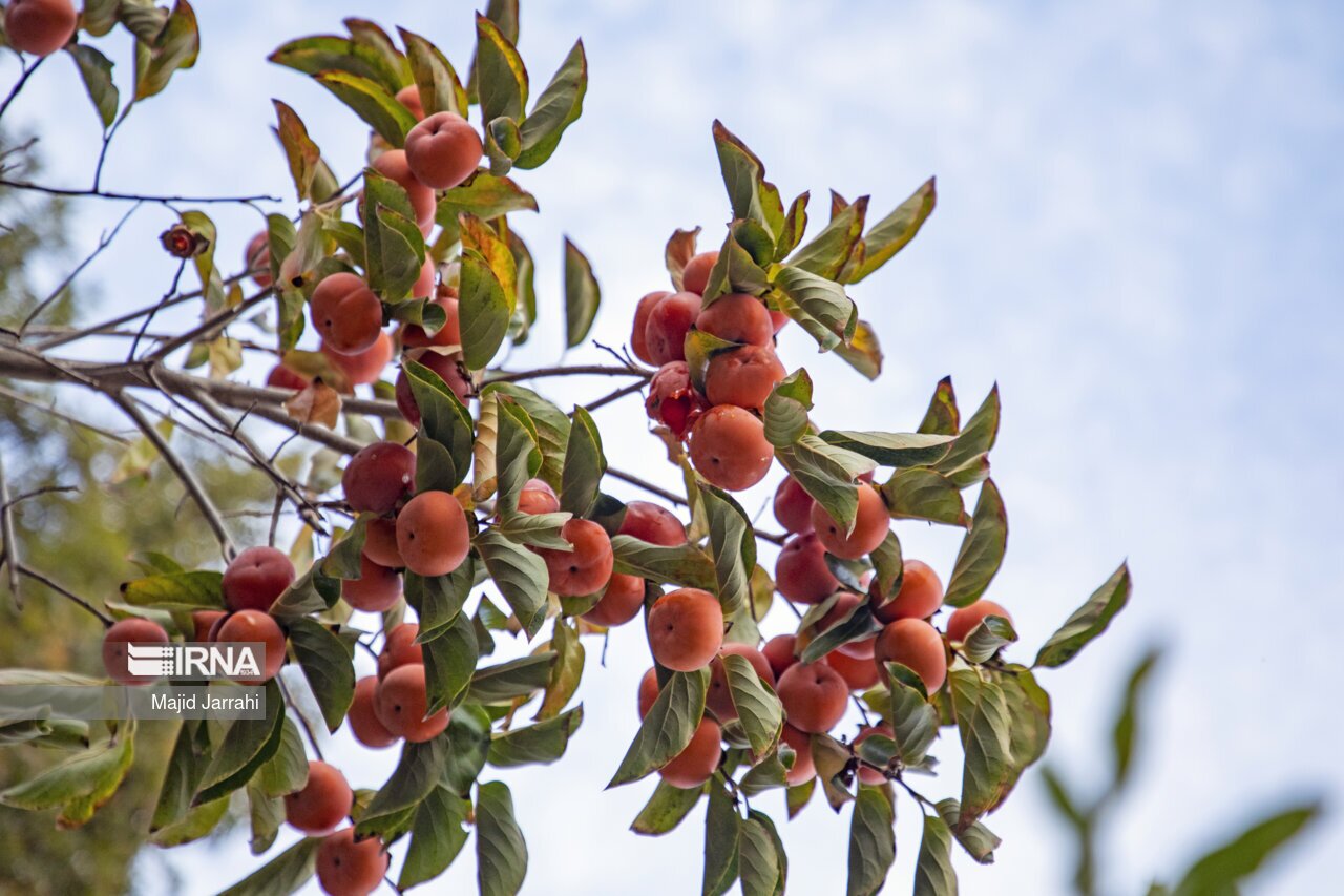 باغی به جامانده از قاجار که شاخص ترین آثار ملی کشور است