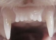 داروی رشد دوباره دندان موفق بود، آزمایش انسانی آغاز شد