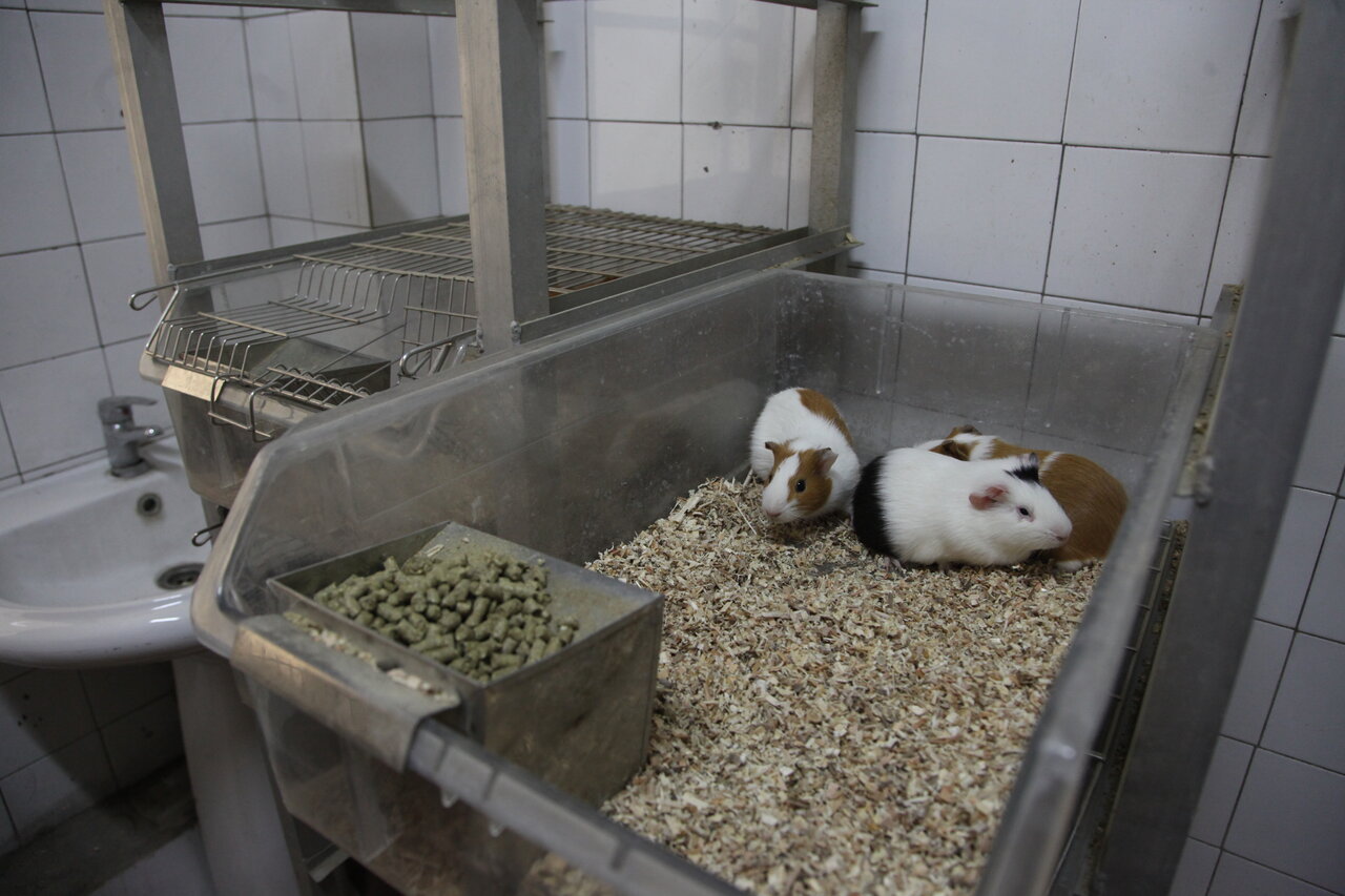 زندگی غم‌انگیز ساکنان حیوانخانه | این ۳ حیوان برای مجوز توزیع داروها تعیین تکلیف می کنند