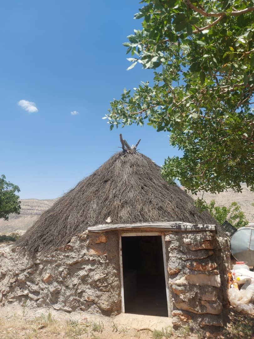 بزرگترین دشت کاشت دیم گل محمدی جهان اینجاست