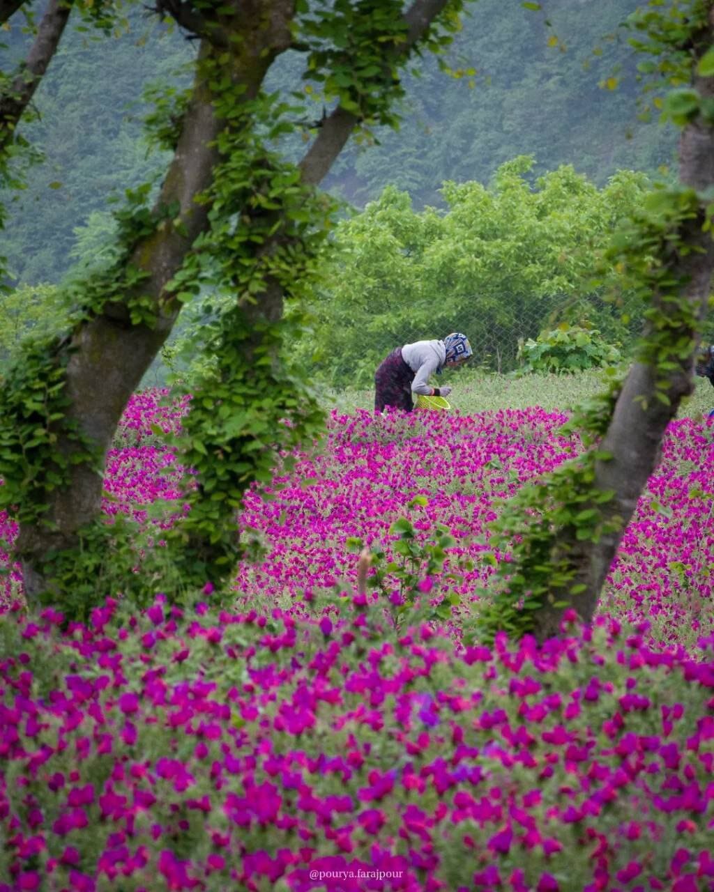 عکس | آغاز برداشت گل گاو زبان در گیلان