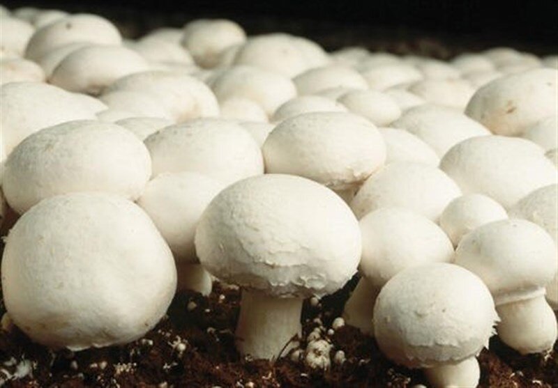 این نوع قارچ را هرگز نخورید ؛ چه خام ، چه پخته!